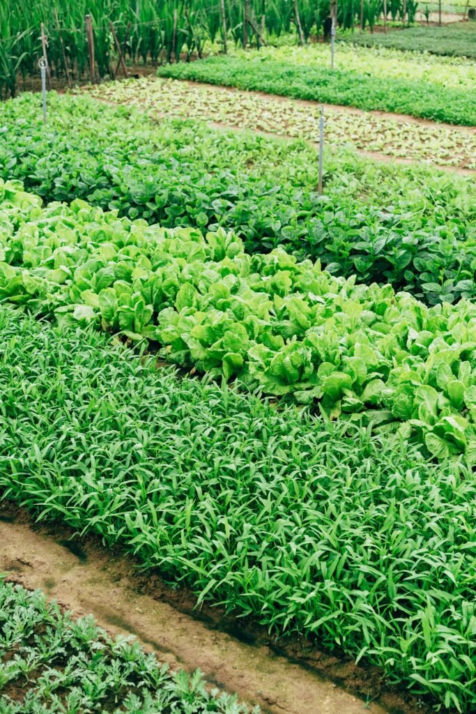 Rows of healthy crops in the field