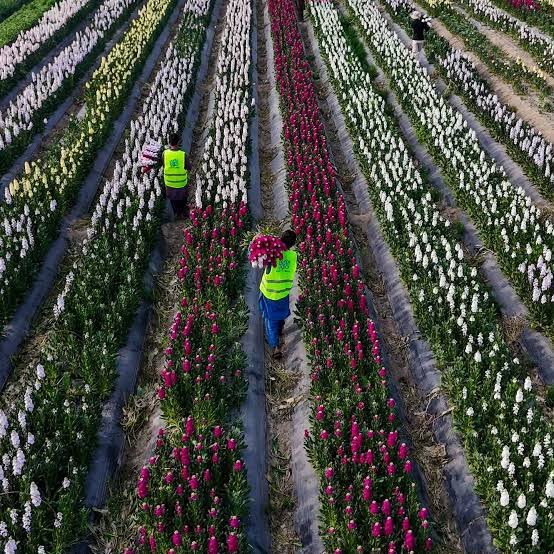 Workers harvesting rows of commercially grown flowers