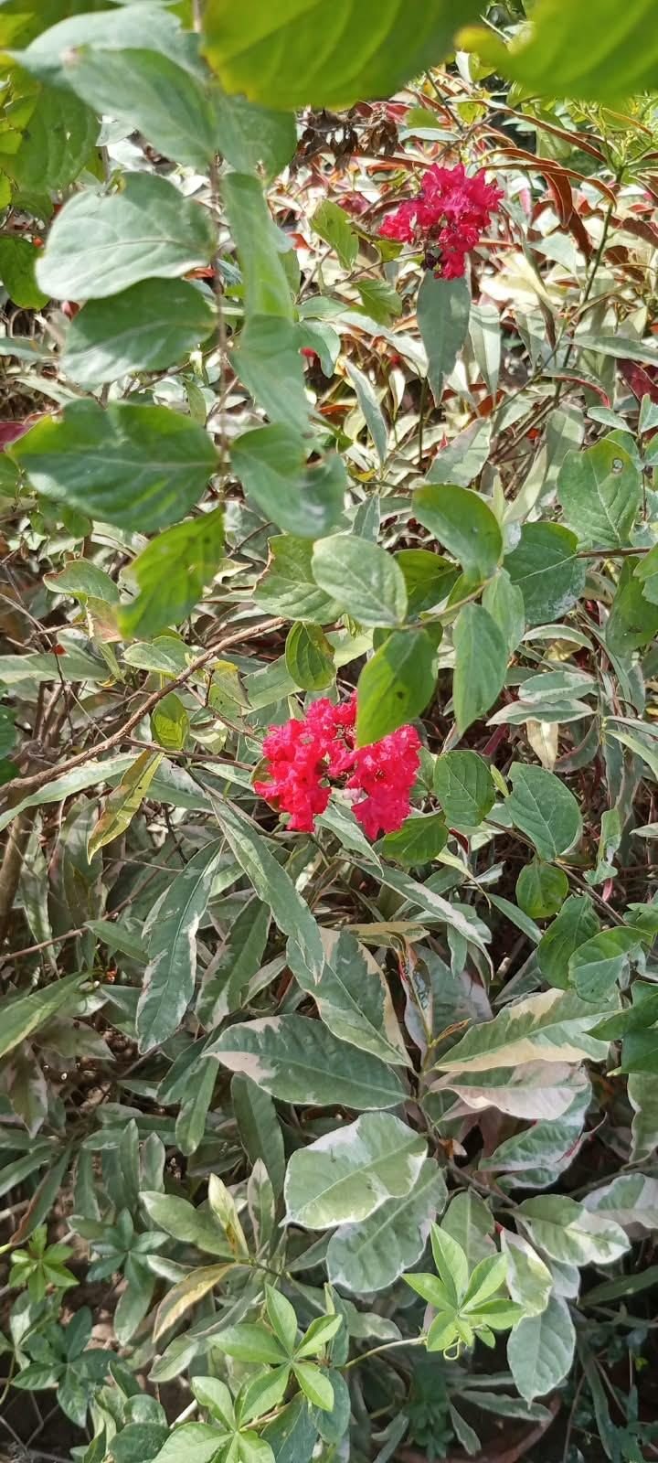 Crape Myrtle in Bloom at the AgroZat nursery