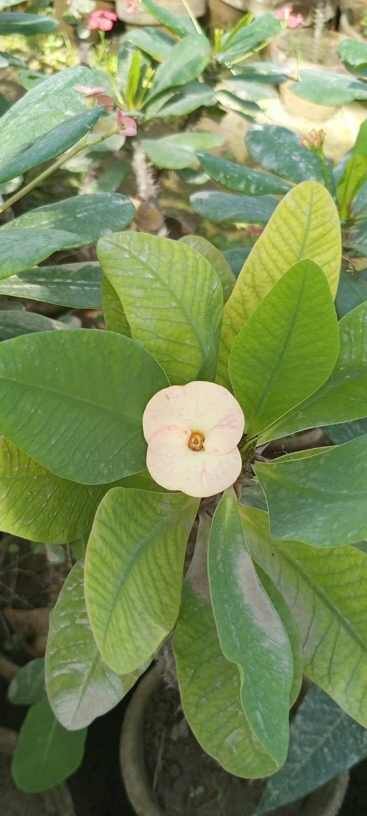 Crown of Thorns - Cream at the AgroZat nursery