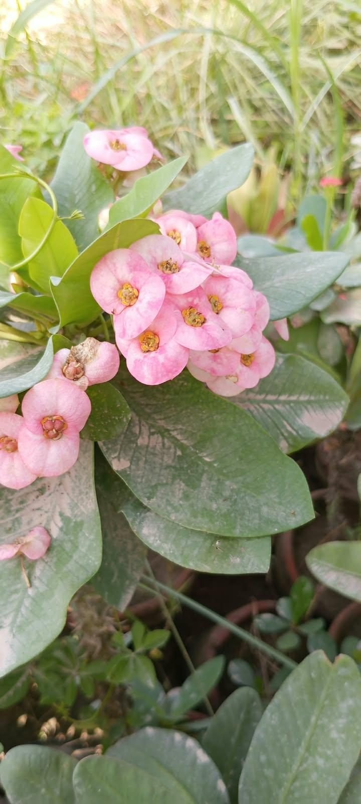 Crown of Thorns - Soft Pink at the AgroZat nursery