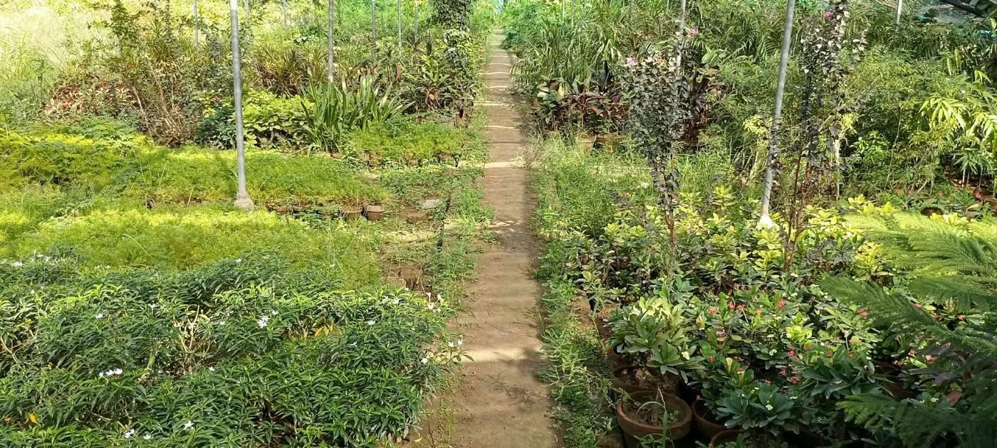 Our Nursery Walkway at the AgroZat nursery