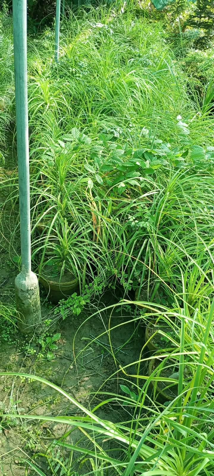 Ornamental Grass Clumps at the AgroZat nursery
