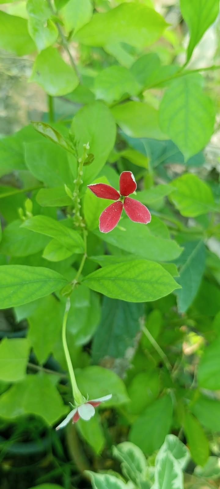 Rangoon Creeper at the AgroZat nursery