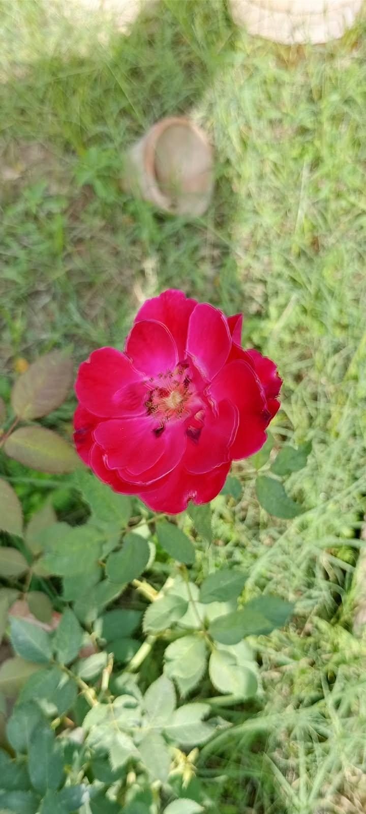 Red Rose at the AgroZat nursery