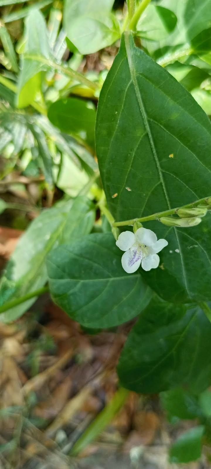 Violet-Streaked White Blooms at the AgroZat nursery