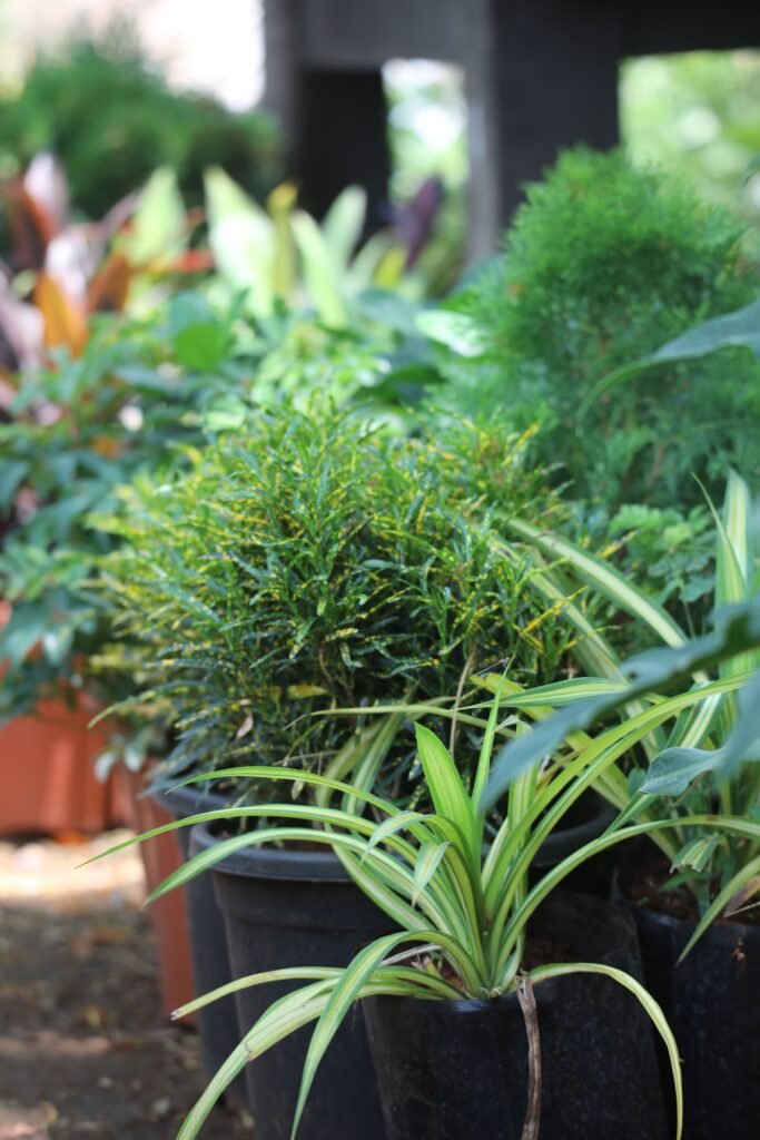 Ornamental potted plants ready for supply